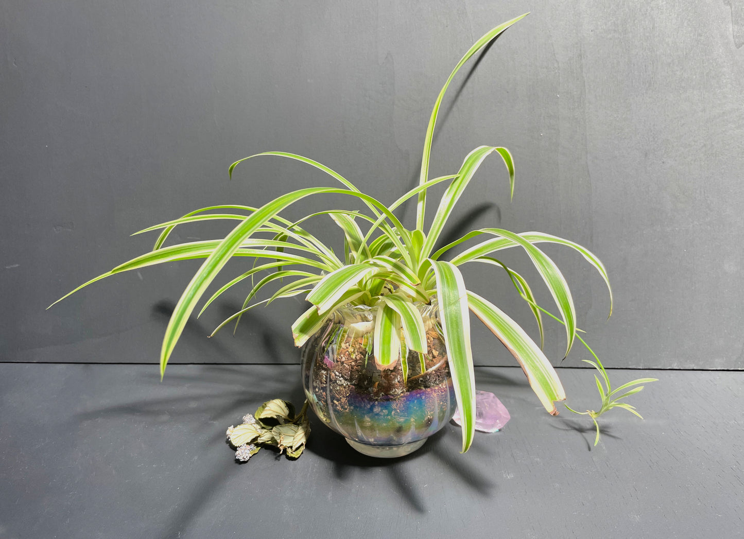 spider plant in glass jar Spider Plant in Glass Iridescent Pot – MoonstruckBotanica