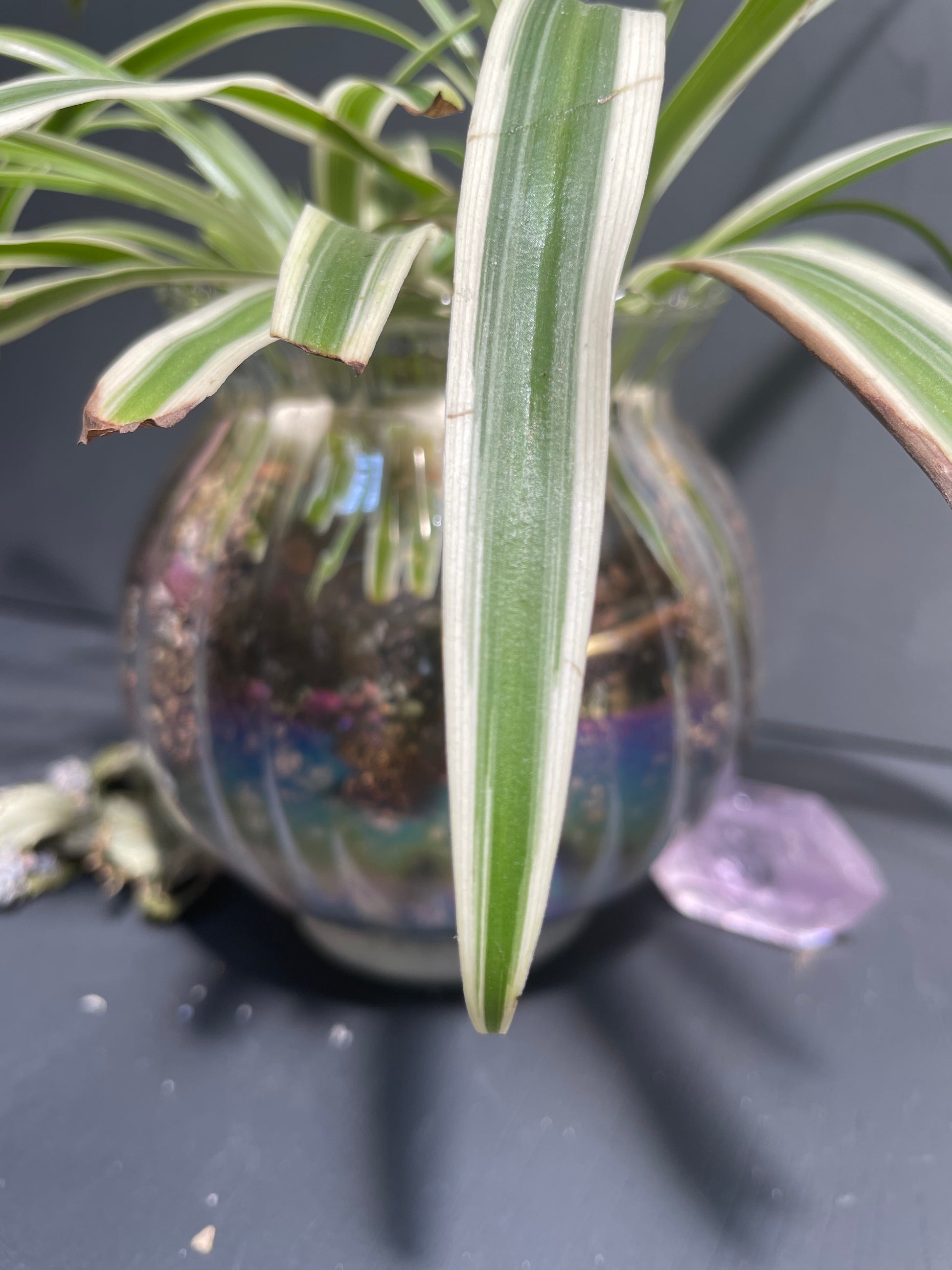 spider plant in glass bowl Spider Plant in Glass Iridescent Pot