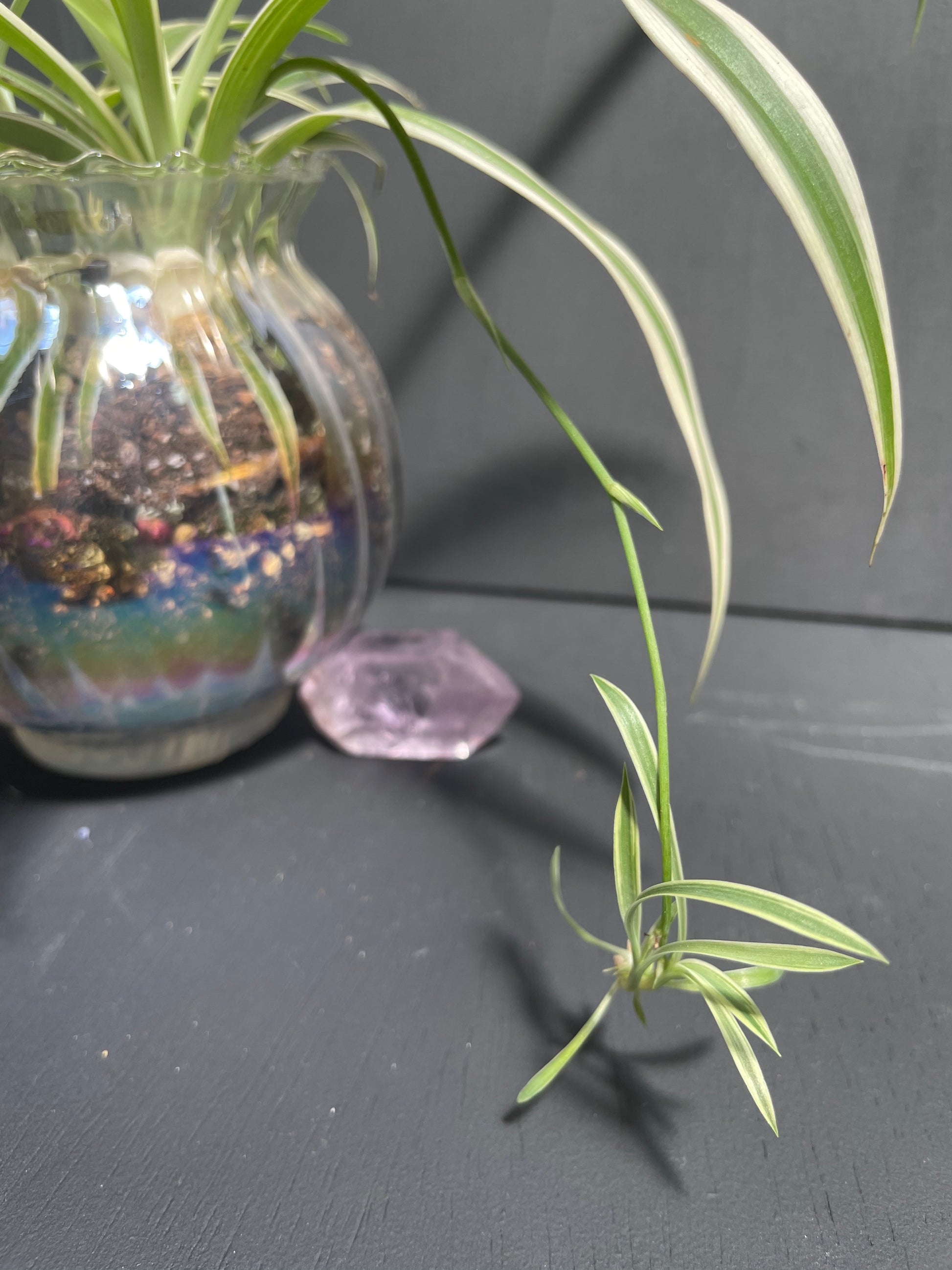 spider plant in glass jar Spider Plant in Glass Iridescent Pot