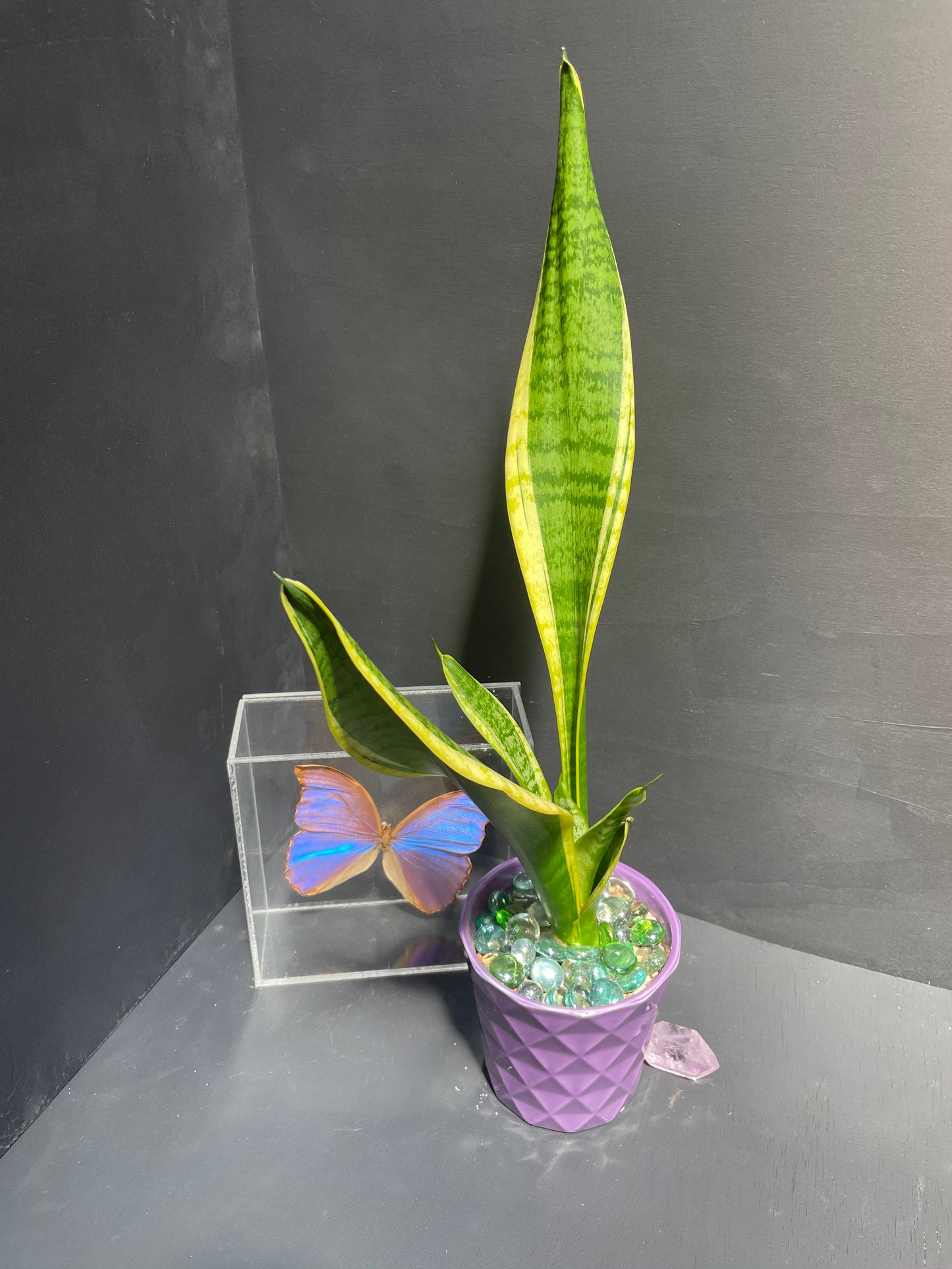 Snake Plant in Geometric Purple Pot