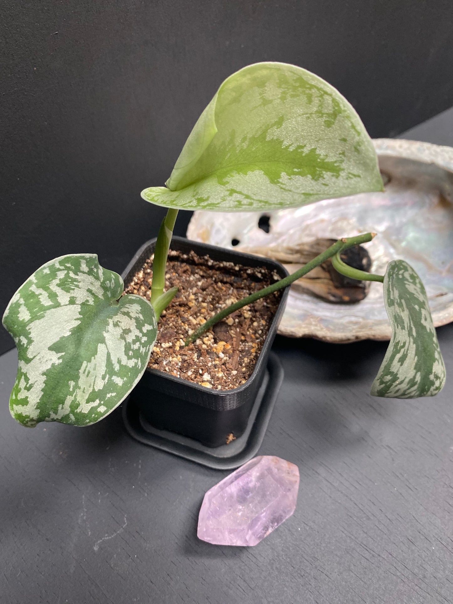Silver Pothos in Small Black Pot with Saucer