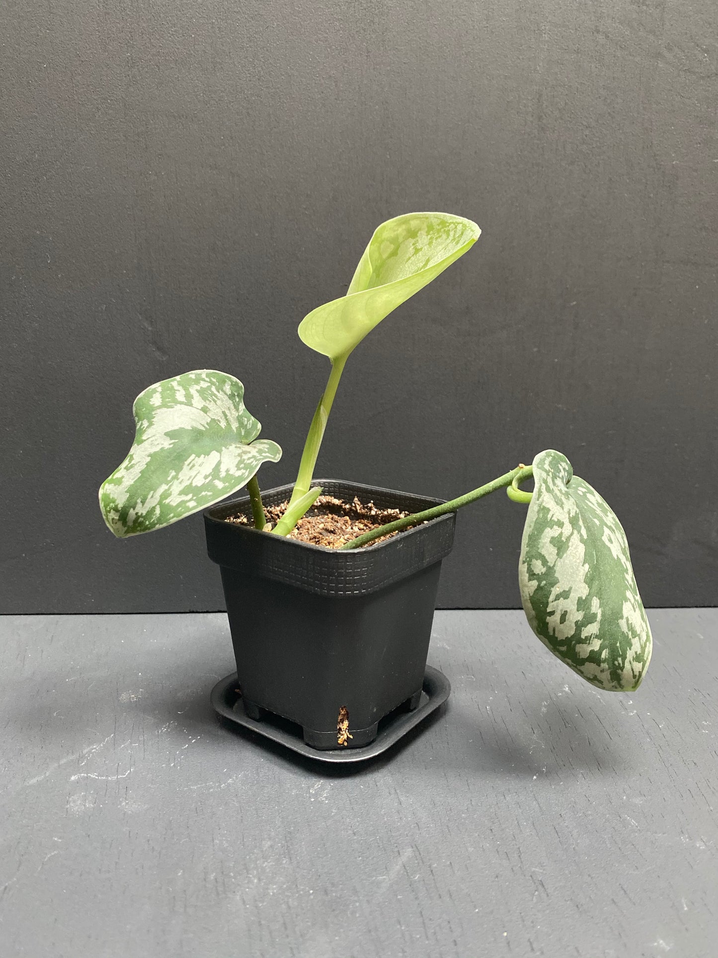 Silver Pothos in Small Black Pot with Saucer