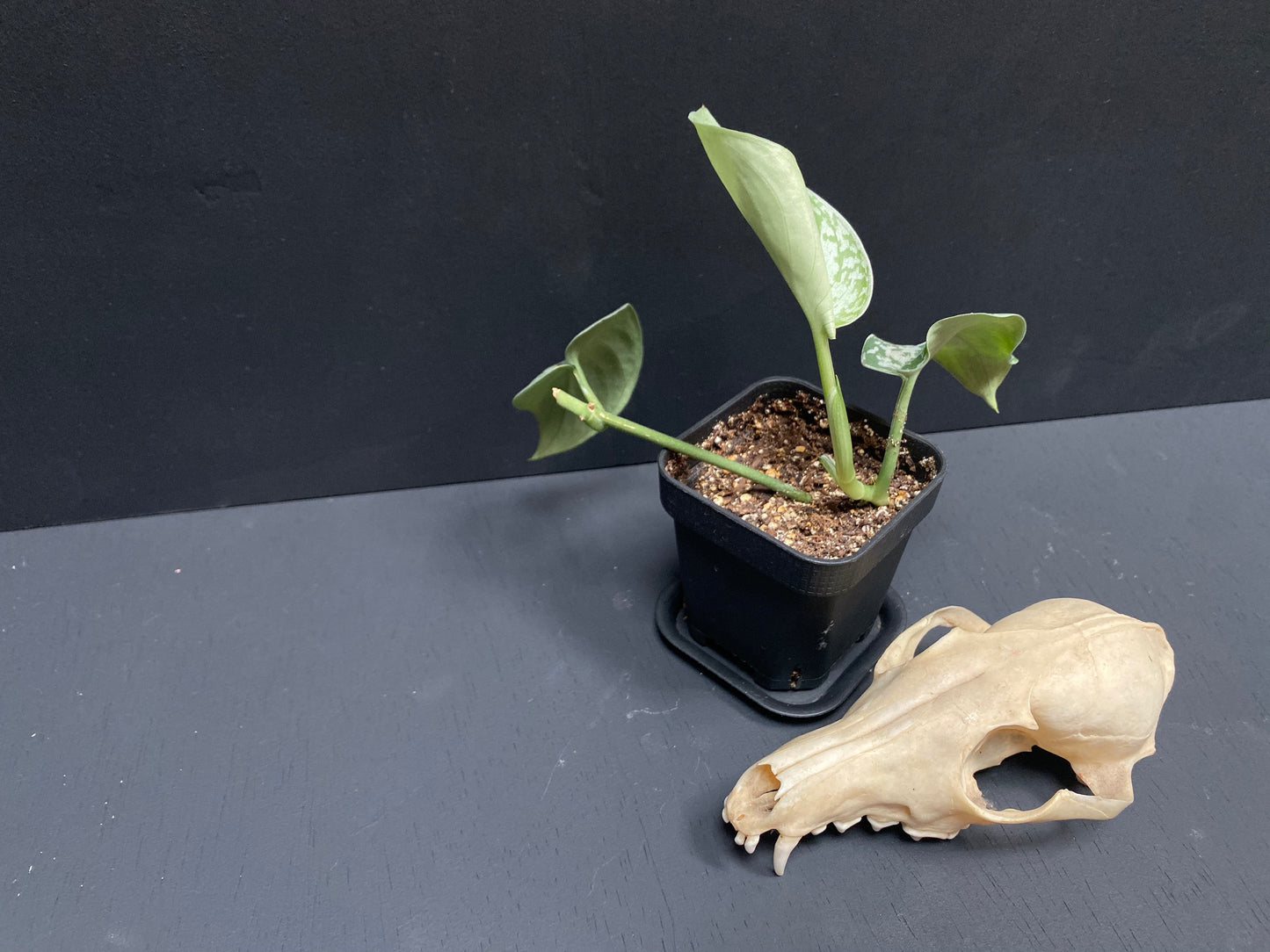 Silver Pothos in Small Black Pot with Saucer
