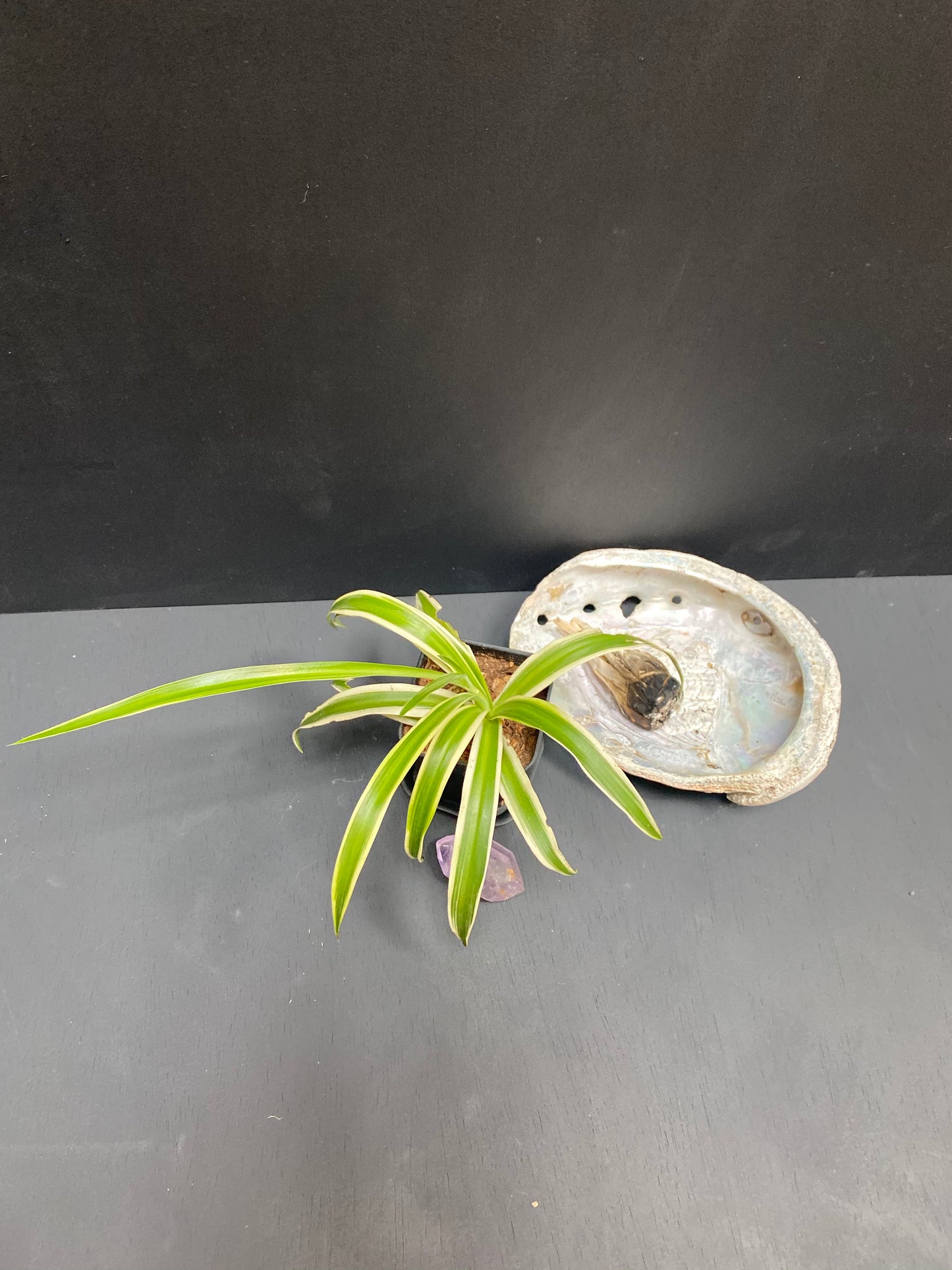 Spider Plant in Small Black Pot with Saucer